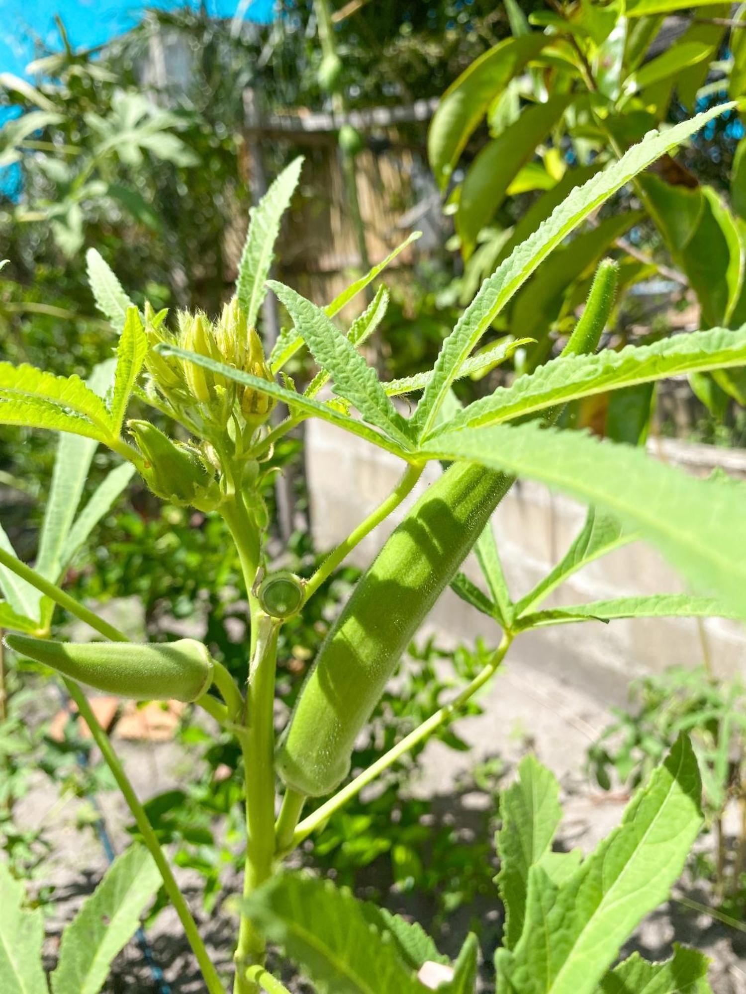 Aldeia كورومباو المظهر الخارجي الصورة