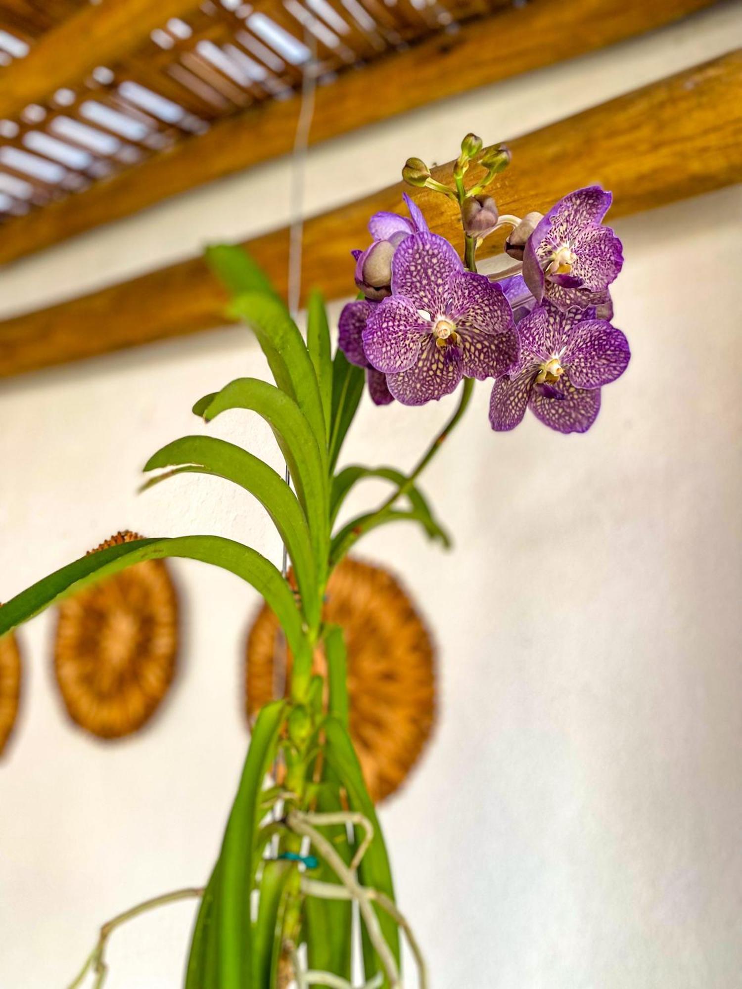 Aldeia كورومباو المظهر الخارجي الصورة
